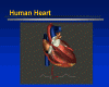 heart.gif (146770 bytes)