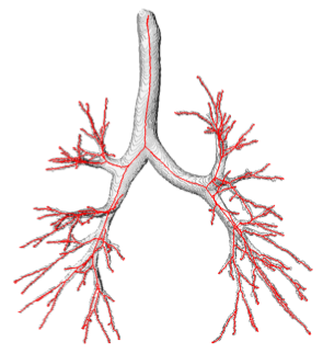 airway